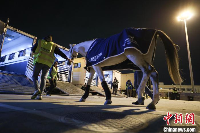 首批来自欧洲的顶级赛马今晨抵沪，2025上海浪琴